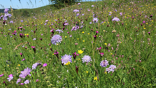 A meadow in summer with many different colored flowers.